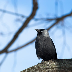 Jackdaw (Corvus monedula)