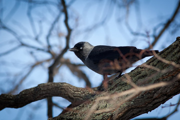 Jackdaw (Corvus monedula)