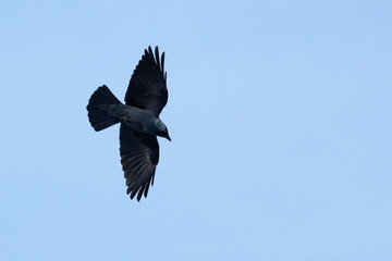 Jackdaw (Corvus monedula)  in fly.