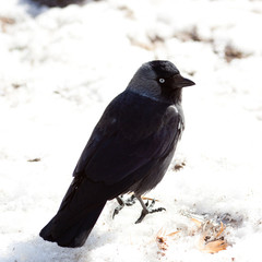 Jackdaw (Corvus monedula)