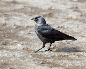 Jackdaw (Corvus monedula)