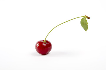 SOUR CHERRY
