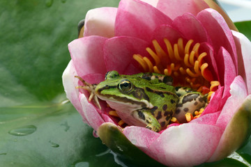 Frosch in Seerose