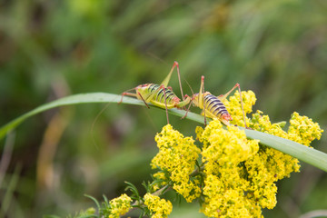 Two grasshoppers on a broad blade of grass