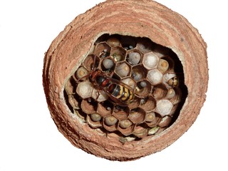 Hornissennest
