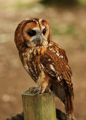 Barn Owl on post