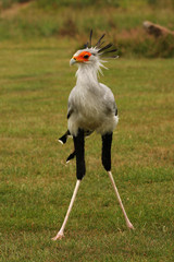Secretary Bird Vertical