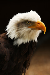 Vertical shot of Bald Eagle