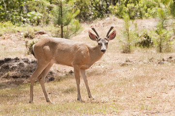 Californian Black-tailed deer