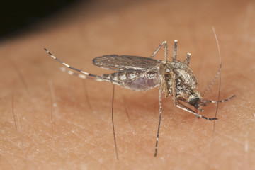 Mosquito sucking blod. Carrier of diseases