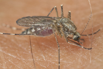 Mosquito sucking blod. Carrier of diseases