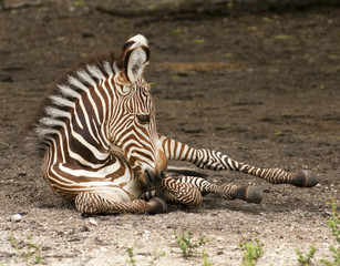Young Grevy Zebra Playing