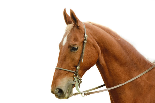 Saddlebred horse