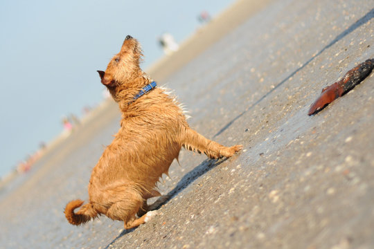 Terrier