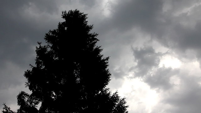fir top in strong wind under storm sky