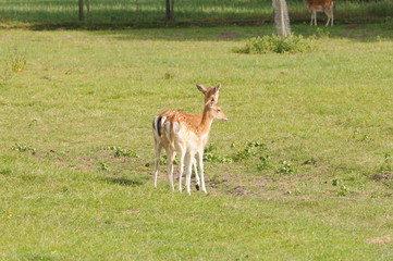 Rehe