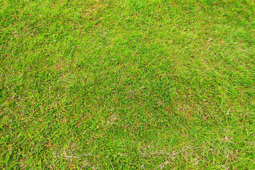 Golf course background