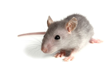 gray mouse