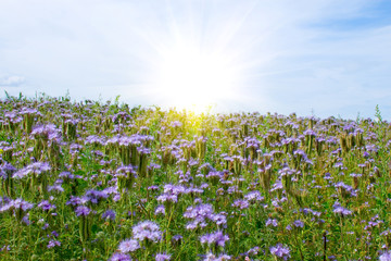 Field with blue flowers(Phacelia tanacetifolia)