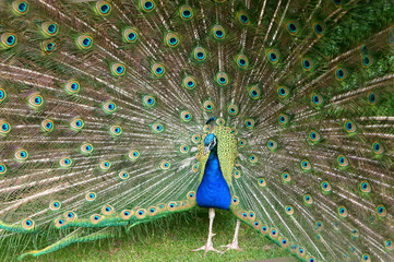 Obraz premium paon blue en ailes verts