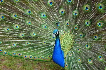 paon blue et ailes verts