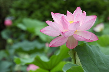 Obraz premium 蓮花 (東京・上野不忍池)