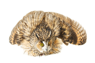 owl isolated on the white background