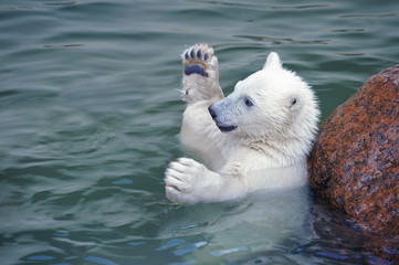 Obraz premium Little white polar bear hands up