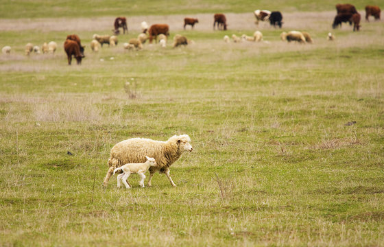 sheep with yeanling