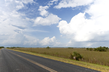 Fototapeta premium Grasland Everglades