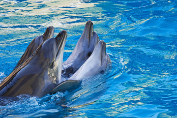 couple de dauphins dansant dans l& 39 eau