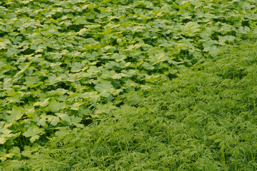 Dill and parsley background