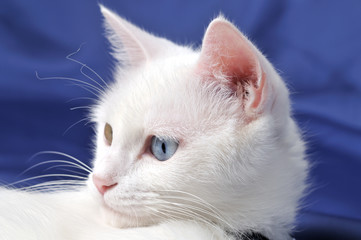 Portrait of a beautiful white cat with multicolored eyes