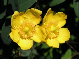 Blüten / Flowers