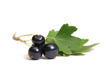 fresh currant fruits