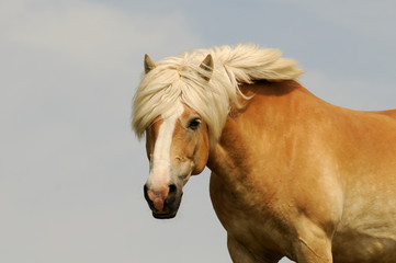 Kopf vom Haflinger
