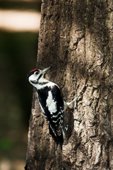 Great spotted woodpecker (Dendrocopos major).