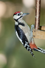 Great spotted woodpecker (Dendrocopos major).