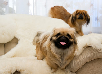 pekingese