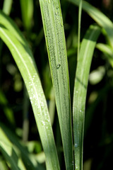 Obraz premium Bambus 1