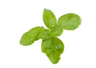 basil leaves