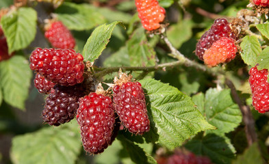 tayberries in various stages of ripening