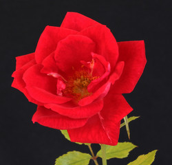 Naklejka premium Rose7