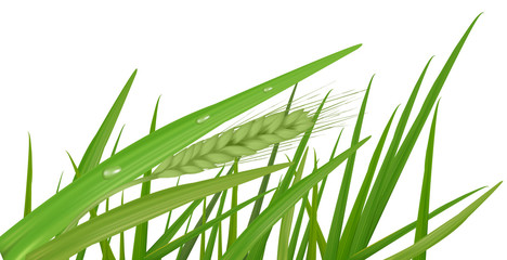 Water drops on the green grass. Vector.