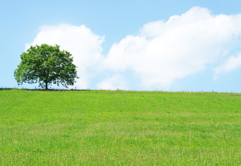 Beautiful Nature with Tree