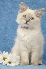 cute ragdoll kitten with flowers