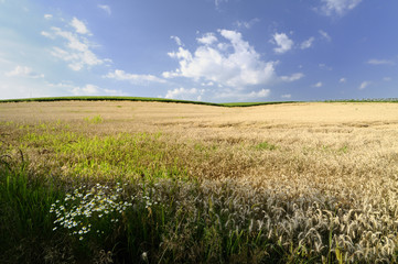 Fototapeta premium Wheat field on the hillside