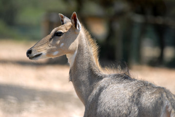 Portrait d'une antilope Nilgaut, Boselaphus tragocamelus