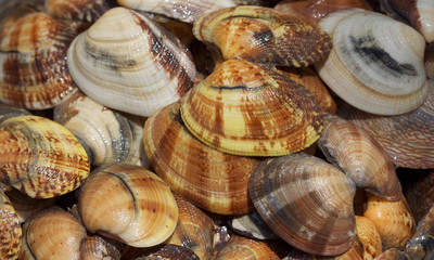 Vongole