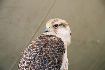 Gyrfalcon